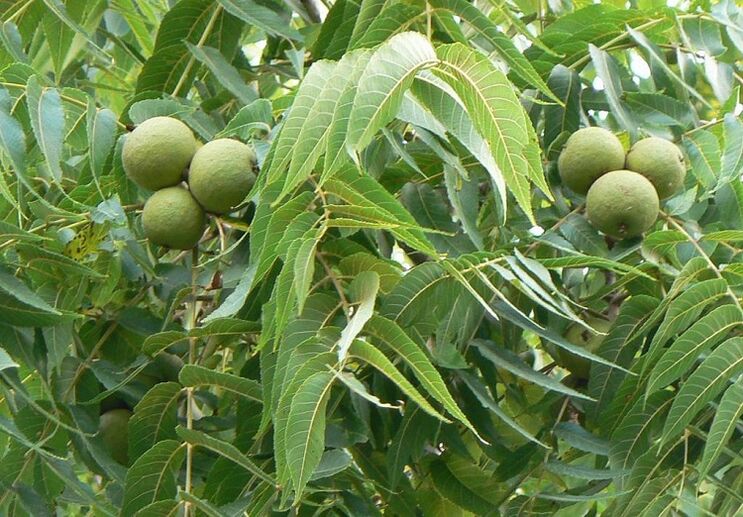 grüne Nüsse von Parasiten