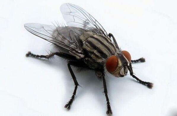 Fliege als Überträger menschlicher Parasiten