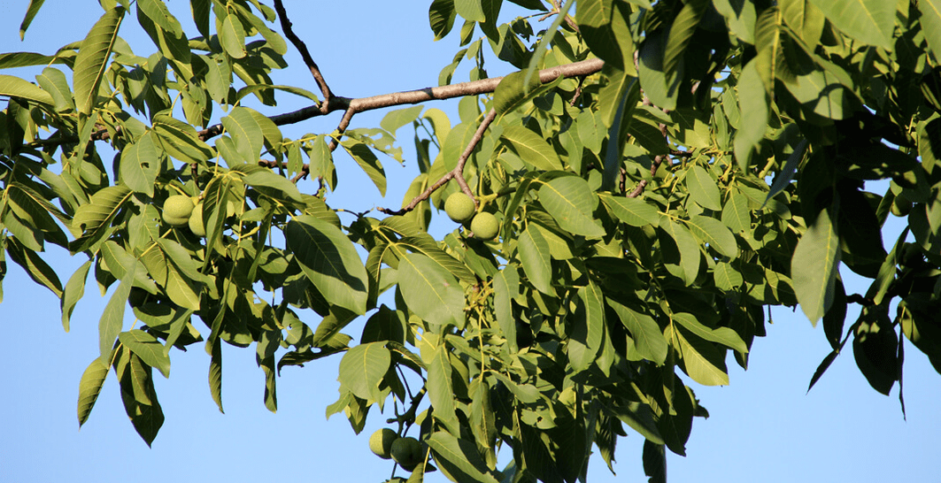 Parasiten leben in Nüssen.