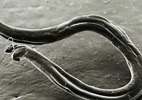 Wie Hakenwürmer auf dem menschlichen Körper aussehen